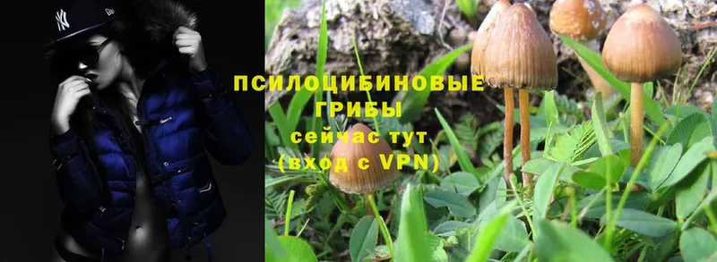 OMG рабочий сайт  наркотики  Буинск  Псилоцибиновые грибы Psilocybe 